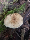 Pluteus hongoi image