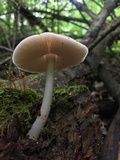 Pluteus hongoi image
