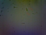 Cudoniella clavus image
