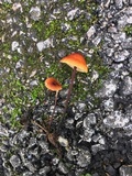 Rhizomarasmius pyrrhocephalus image