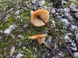 Rhizomarasmius pyrrhocephalus image