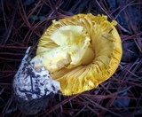 Amanita hemibapha image