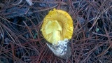 Amanita hemibapha image