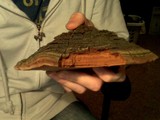 Phellinus robiniae image