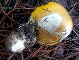 Amanita hemibapha image