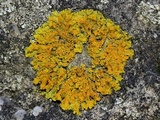 Xanthoria ulophyllodes image