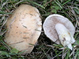 Hebeloma crustuliniforme image