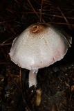 Agaricus vinosobrunneofumidus image