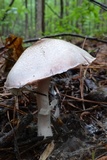 Agaricus vinosobrunneofumidus image