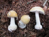 Amanita praecox image