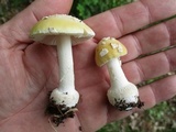 Amanita praecox image