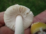 Amanita praecox image