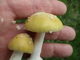 Amanita praecox image