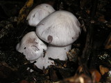 Cortinarius griseoviolaceus image