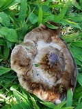 Laetiporus persicinus image