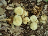 Kuehneromyces marginellus image