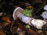 Cortinarius griseoviolaceus image