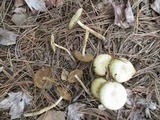 Kuehneromyces marginellus image