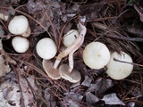Kuehneromyces marginellus image