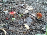 Hygrocybe acutoconica image