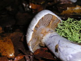 Cortinarius griseoviolaceus image