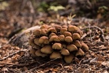 Hypholoma frowardii image