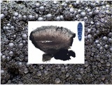 Placynthium nigrum image