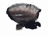 Placynthium nigrum image