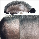 Placynthium nigrum image
