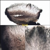 Placynthium nigrum image