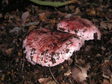 Hygrophorus russula image