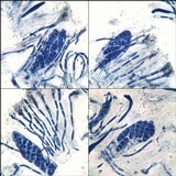 Placynthium nigrum image