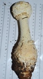 Amanita daucipes image