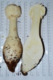 Amanita daucipes image