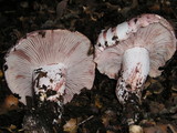 Hygrophorus russula image