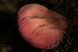Fistulina antarctica image