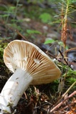 Lactarius marylandicus image