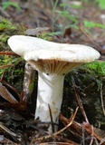 Lactarius marylandicus image