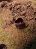 Nothojafnea thaxteri image