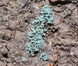 Leprocaulon microscopicum image