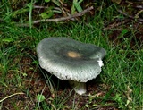 Russula parvovirescens image