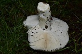 Russula parvovirescens image