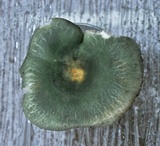 Russula parvovirescens image