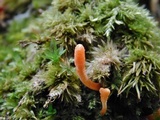 Cordyceps militaris image