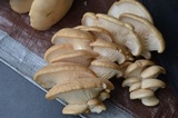 Pleurotus populinus image