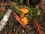 Hygrocybe miniata image