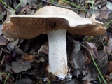 Hebeloma bulbiferum image
