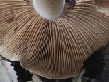 Hebeloma bulbiferum image