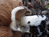 Hebeloma bulbiferum image