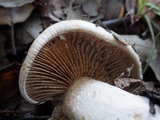 Hebeloma bulbiferum image